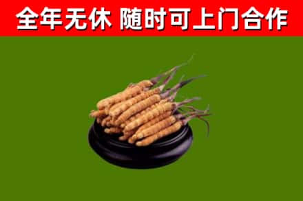 七里河区烟酒回收冬虫夏草.jpg